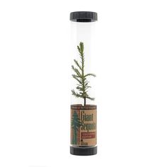 a small tree in a tube on a white background