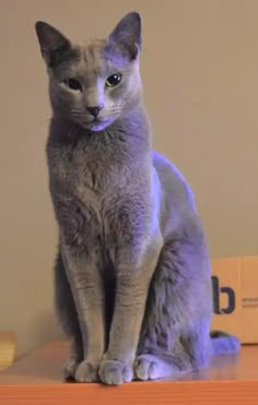 a gray cat sitting on top of a wooden table next to a box with the word cats written on it