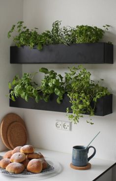 two black wall mounted planters with plants and doughnuts on a plate in front of them