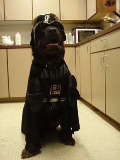 a dog dressed as darth vader in a kitchen