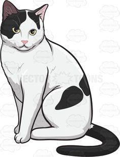 a black and white cat sitting on the ground