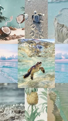 a collage of pictures with sea animals and seashells in the ocean water