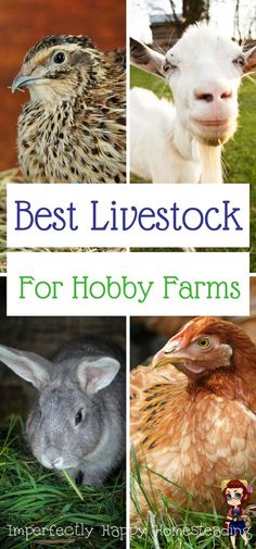 the cover of best livestock for hobby farms, with pictures of farm animals and chickens