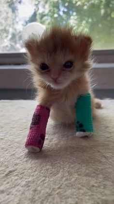 a small kitten with a cast on it's leg