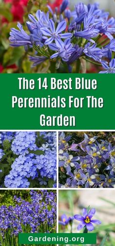 Blue Perennial Flowers, Blue Perennials, Blue Flowering Plants, Blue Flowers Garden, Full Sun Flowers, Phlox Flowers, Easy Perennials, Garden Flowers Perennials, Perennial Flower