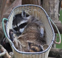 a baby raccoon is curled up in a basket