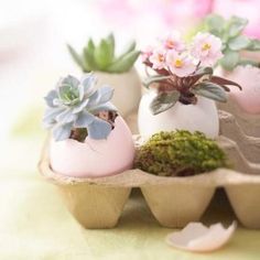 three eggs with succulents and flowers in them