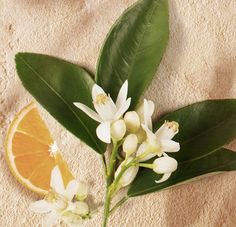 an orange slice and some white flowers on sand