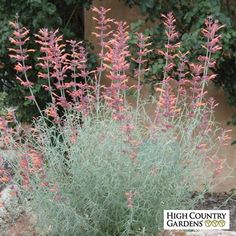 some pink flowers are growing in the dirt near rocks and bushes with high country gardens sticker on it