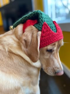 a dog wearing a knitted strawberry hat