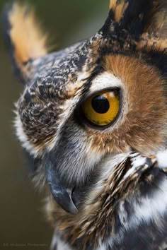 an owl with yellow eyes stares into the camera