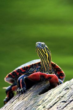 a painted turtle sitting on top of a log