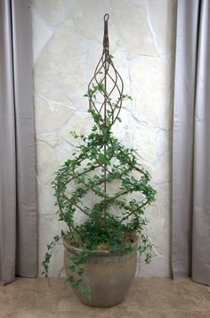 a potted plant sitting on top of a table next to a curtained window