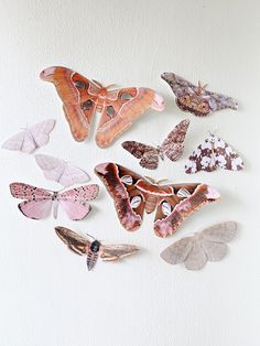 a group of butterflies hanging from the side of a wall