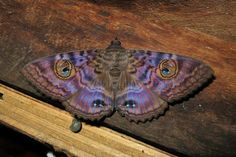 a close up of a butterfly on a wooden surface