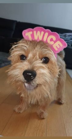 a small brown dog wearing a pink twig hat