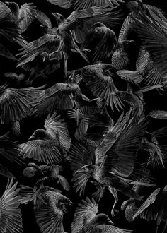 black and white photograph of birds flying in the air