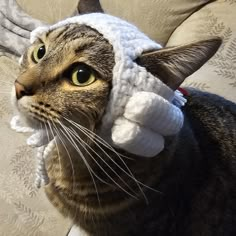 Powdered Wig, Hats for Cats, Barristers Wig, Judge Wig, Pet Costumes, Cat Costumes, Knit Hat, Hats for Cats, Cat Hats, Pet Hats, Cats - Etsy Sweater For Cat Crochet, Hats For Cats Crochet, Crochet Pattern Cat Hat, Barristers Wig, Cat Clothes Pattern, Judge Wig, Cat Hat Crochet, Powdered Wig, Hats For Cats