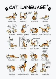 an orange and white poster with different types of cats