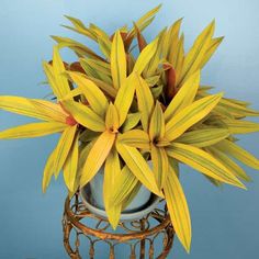 a potted plant with yellow flowers sitting on a table next to a blue wall