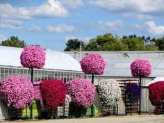 pink and white flowers in front of a building