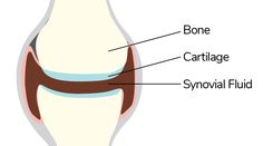 an image of the inside of a human knee with labels on it and labeled parts labelled below