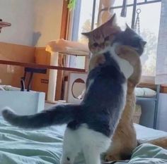 two cats standing on their hind legs in the middle of a bed and one cat is looking at another cat