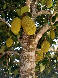 jackfruits growing on the branches of a tree