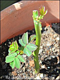 a small plant with green leaves growing out of it's stems in a pot