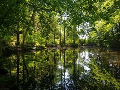 a river surrounded by lush green trees in the woods