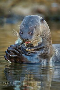 an animal that is floating in the water with its hand on it's chest