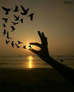 a person's hand reaching out towards birds flying in the air at sunset on a beach