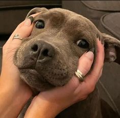 a woman holding a brown dog in her lap and touching it's face with both hands