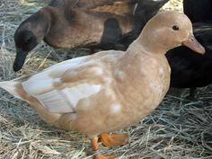 two ducks standing next to each other in hay