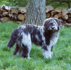 a shaggy haired dog standing in the grass next to a tree and some stacked logs