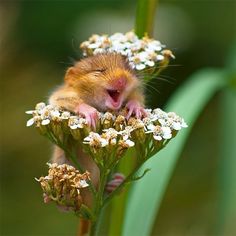 a small rodent sitting on top of a flower with it's mouth open