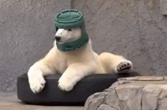 a polar bear wearing a helmet and sitting on top of a piece of black material