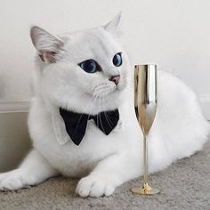 a white cat wearing a black bow tie next to a wine glass on the floor