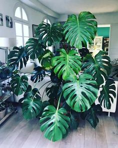 a large green plant sitting on top of a hard wood floor next to a window