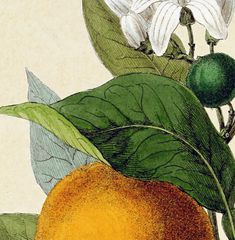 an orange with leaves and flowers on it