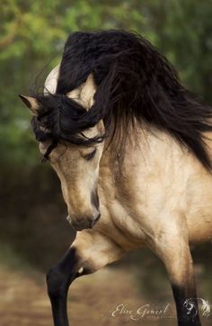 a brown and black horse with long hair on it's back legs running in the dirt