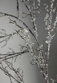 a tree with lots of water droplets on it's branches in front of a gray background