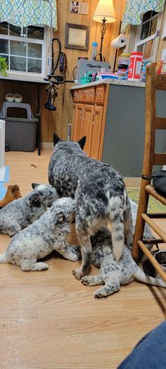 three dogs sitting on the floor in a kitchen