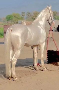 a white horse standing in the dirt next to a barrel with water coming out of it