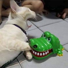 a white cat playing with a toy alligator