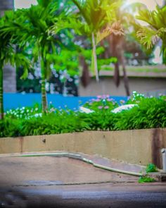 a man riding a skateboard down the side of a cement wall next to palm trees