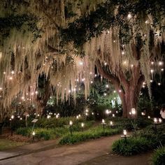 a large tree with lots of lights hanging from it's branches