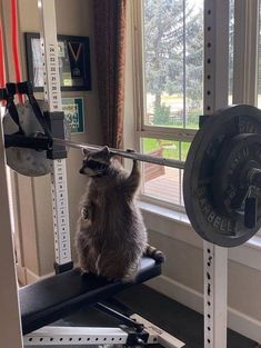 a cat sitting on top of a bench in front of a gym machine with a barbell