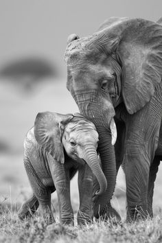 an adult elephant standing next to a baby elephant on top of a grass covered field