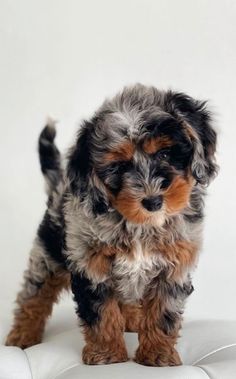 a small black and brown dog standing on top of a white couch next to a wall